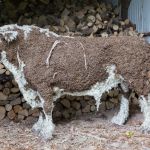 Hereford Bull