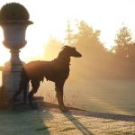 Sally Mathews' Dog. Photography by Jenny Watt