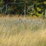 Walking Bulls (Triptych)