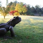 British Common Frog